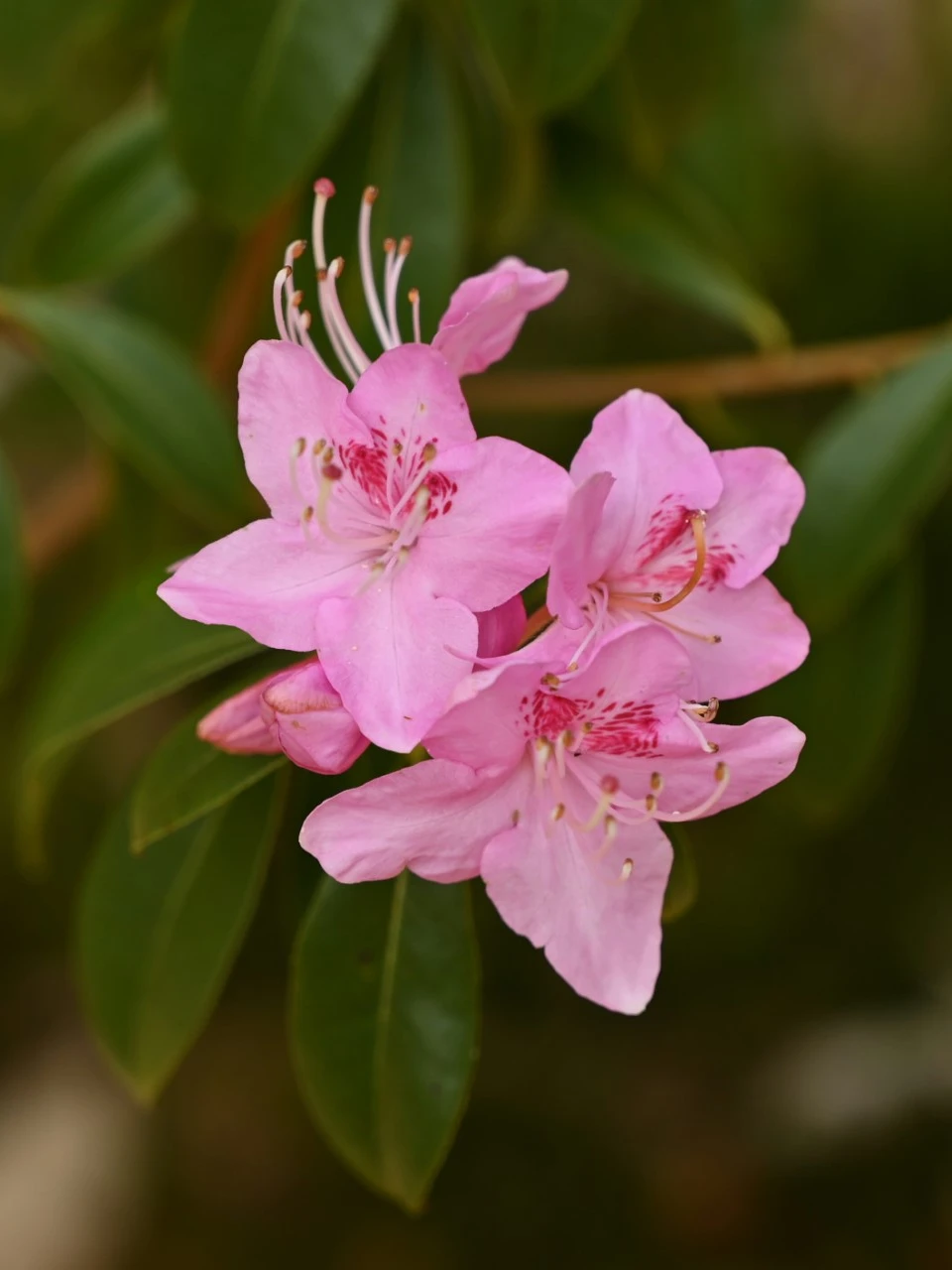 R. davidsonianum (Bodnant Form) AGM